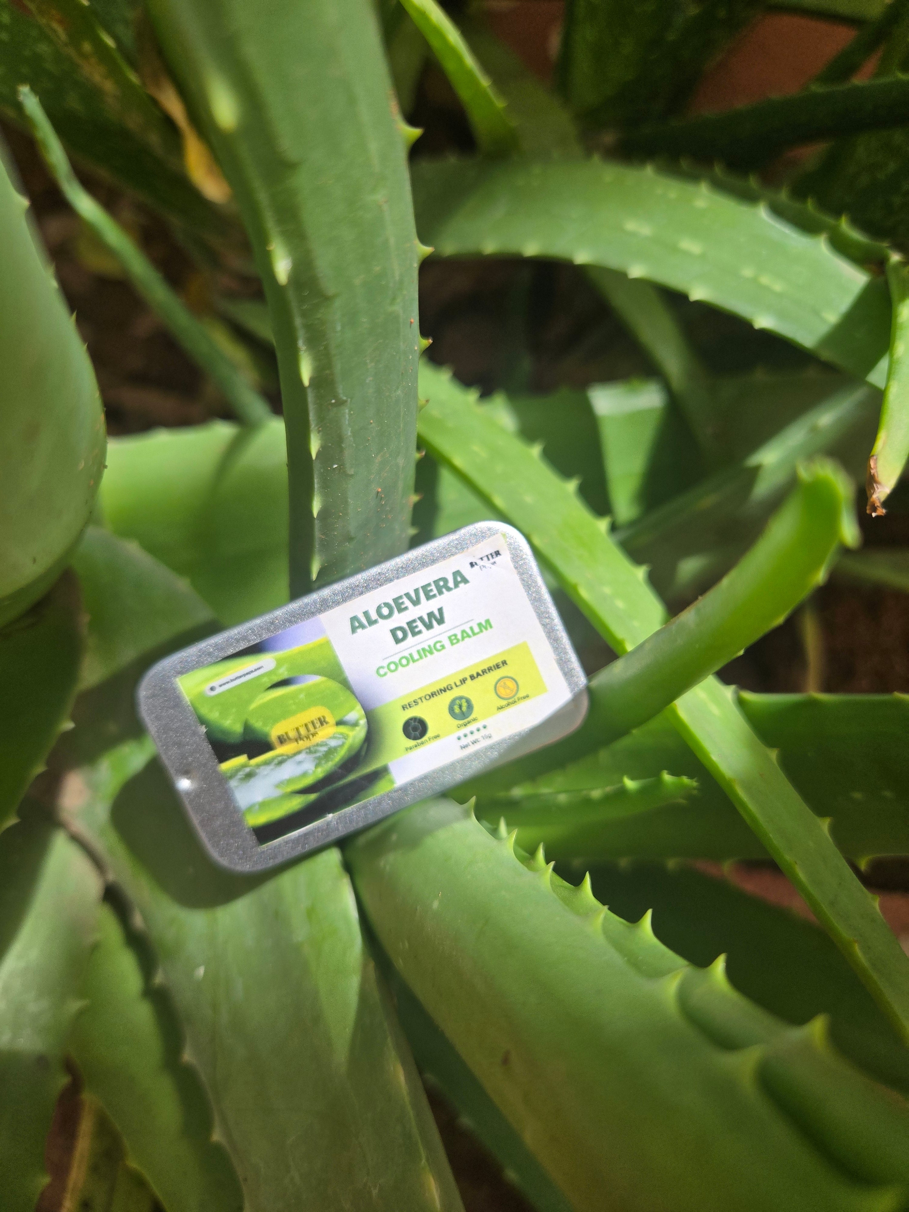 aloe vera plant on lips Organic ALOEVERA DEW Lip Butter – Aloe Vera Infused Lip Balm for Dry, – ButterPops